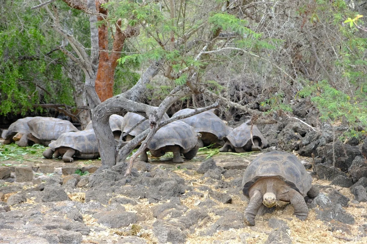 Blaufußtölpel, Galapagos